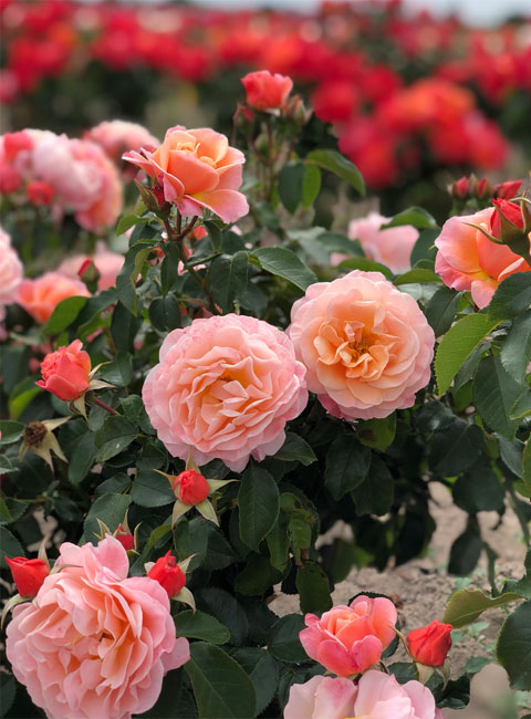 Rosiers greffés Pépinières Michel Taillandier 