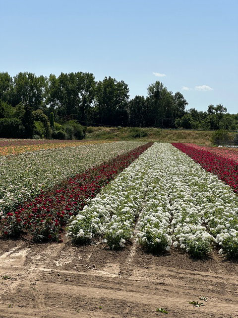 Rosier buisson – floraison abondante – Pépinières Taillandier